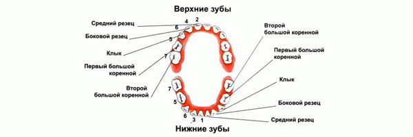 анатомия зубов